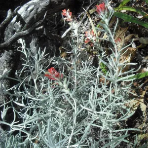 Castilleja hololeuca, SBBG Field Trip to Santa Cruz Island, 2011
