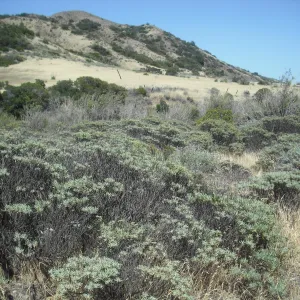 Eriogonum arborescens (Santa Cruz Island Buckwheat), Central Valley, SBBG Field Trip to Santa Cruz Island, 2011