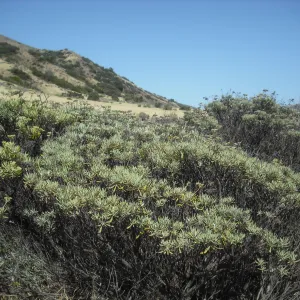 Eriogonum arborescens (Santa Cruz Island Buckwheat), Central Valley, SBBG Field Trip to Santa Cruz Island, 2011