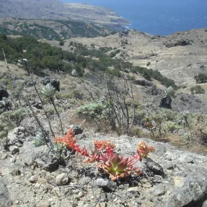Dudleya candelabrum, Diablo Peak, SBBG Field Trip to Santa Cruz Island, 2011