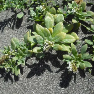 Heliotropium curassavicum, SBBG Field Trip to Santa Cruz Island, 2011
