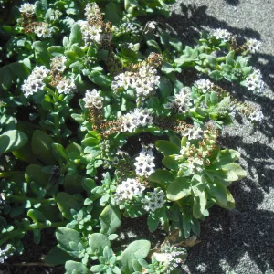 Heliotropium curassavicum, SBBG Field Trip to Santa Cruz Island, 2011