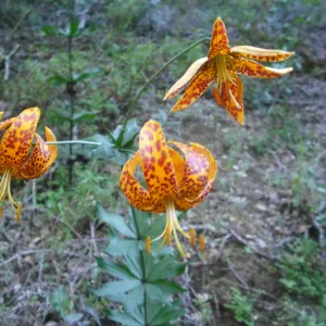 Lilium humboldtii in flower, SBBG Field Trip to Santa Cruz Island, 2011