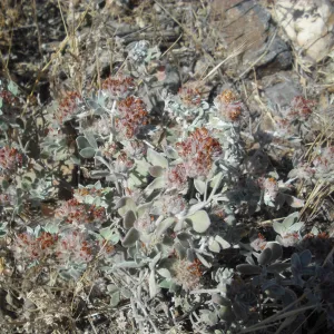 Lotus argophyllus ssp. niveus, SBBG Field Trip to Santa Cruz Island, 2011