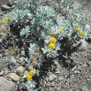 Lotus argophyllus ssp. niveus, SBBG Field Trip to Santa Cruz Island, 2011