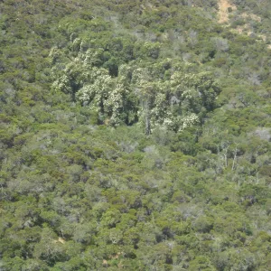 Lyanothamnus floribundus ssp. asplenifolius, ironwood grove, on north facing slope in Central Valley, SBBG Field Trip to Santa Cruz Island, 2011