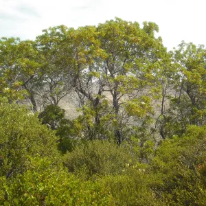 Lyanothamnus floribundus ssp. asplenifolius, ironwood grove, SBBG Field Trip to Santa Cruz Island, 2011