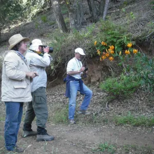 group photographing Lilium humboldtii, SBBG Field Trip to Santa Cruz Island, 2011