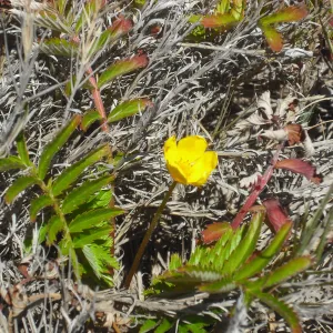 Potentilla anserina ssp pacifica, SBBG Field Trip to Santa Cruz Island, 2011