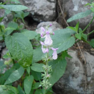 Stachys bullata, SBBG Field Trip to Santa Cruz Island, 2011