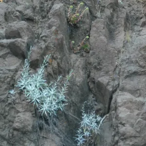 Stephanomeria cichoriacea and Dudleya candelabrum, SBBG Field Trip to Santa Cruz Island, 2011