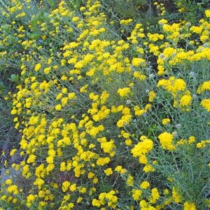 Golden Yarrow along Mission Canyon Road