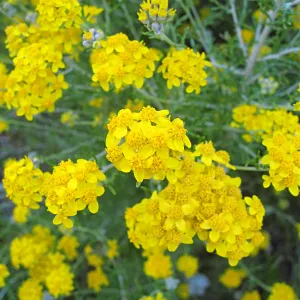 Golden Yarrow along Mission Canyon Road