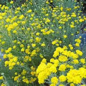 Golden Yarrow along Mission Canyon Road