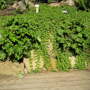 Heuchera maxima and yerba buena in the Discovery Garden after loss of oak