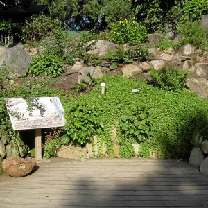 Heuchera maxima and yerba buena in the Discovery Garden after loss of oak