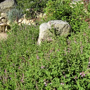 Wood mint in Discovery Garden after loss of oak