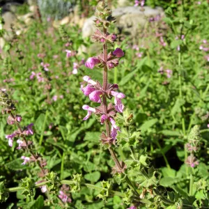 Wood mint in Discovery Garden after loss of oak