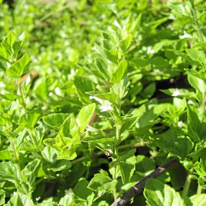 Yerba buena in the Discovery Garden