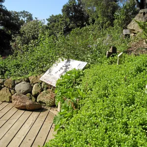 Yerba buena in the Discovery Garden