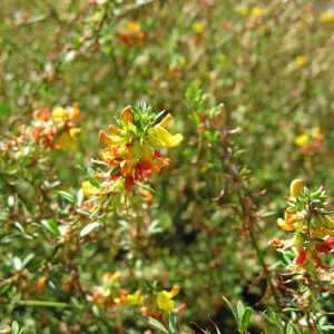 Deer weed along Mission Canyon Rd