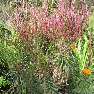 Giant Arabis hoffmannii in the Meadow View