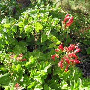 Keckiella cordifolia