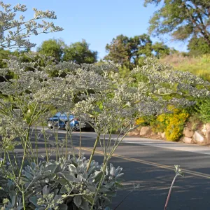 Eriogonum giganteum along Mission Canyon Rd