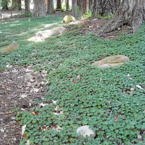 Redwood sorrel regeneration after installaton of new irrigation