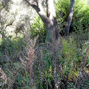 Post fire neglect near picnic area on Campbell Trail