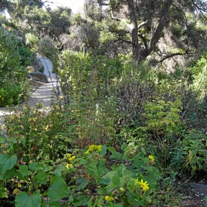 Post fire neglect near picnic area on Campbell Trail