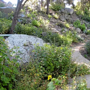Post fire neglect near picnic area on Campbell Trail