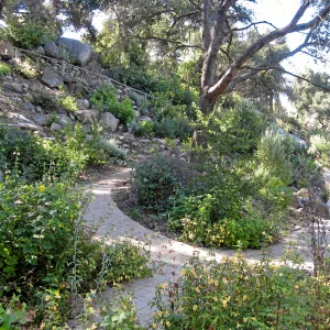 Post fire neglect near picnic area on Campbell Trail
