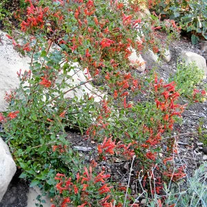 Keckiella cordifolia on the Campbell Trail