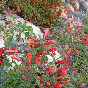 Keckiella cordifolia on the Campbell Trail