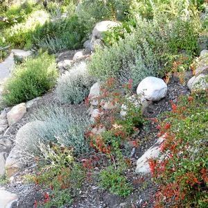 Keckiella cordifolia on the Campbell Trail