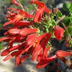 Keckiella cordifolia on the Campbell Trail
