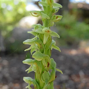 Plathanthera sparsiflora in the Orchid Display