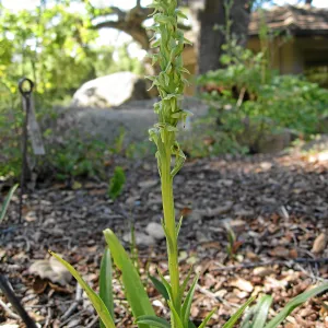 Plathanthera sparsiflora in the Orchid Display