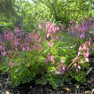 Dicentra in the Orchid display