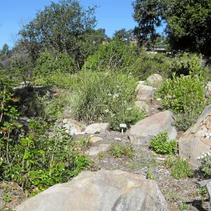 Regeneration of plants in Brook bed