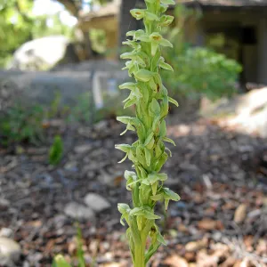 Plathanthera sparsiflora in the Orchid Display
