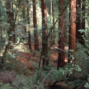Muir Woods, redwood grove