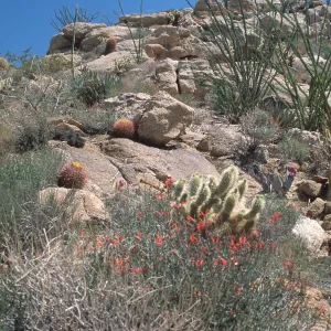Ocotillos and Cacti, Anza- Borrego, desert habitat