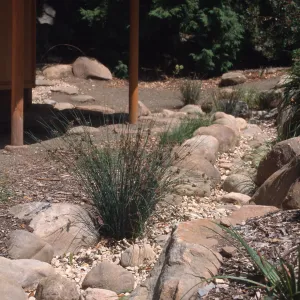 Juncus patens, dry wash, Tea Garden