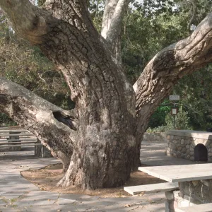 Platanus, Oak Park, Santa Barbara