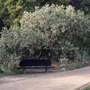Arctostaphylos glauca, wood bench, pavered path along west side of Meadow, SBBG
