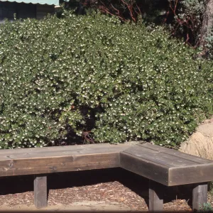 Arctostaphylos cv. Sunset, wood bench, Home Demonstration Garden, SBBG