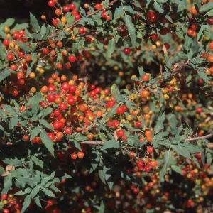 Berberis nevinii, red fruits