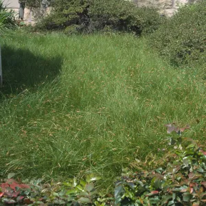 Carex praegracilis lawn with Berberis cv. Compacta border, SBBG Home Demonstration Garden